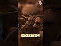 Inside A Giant Ant Colony 7 Million Ants And 20 Years Of Work