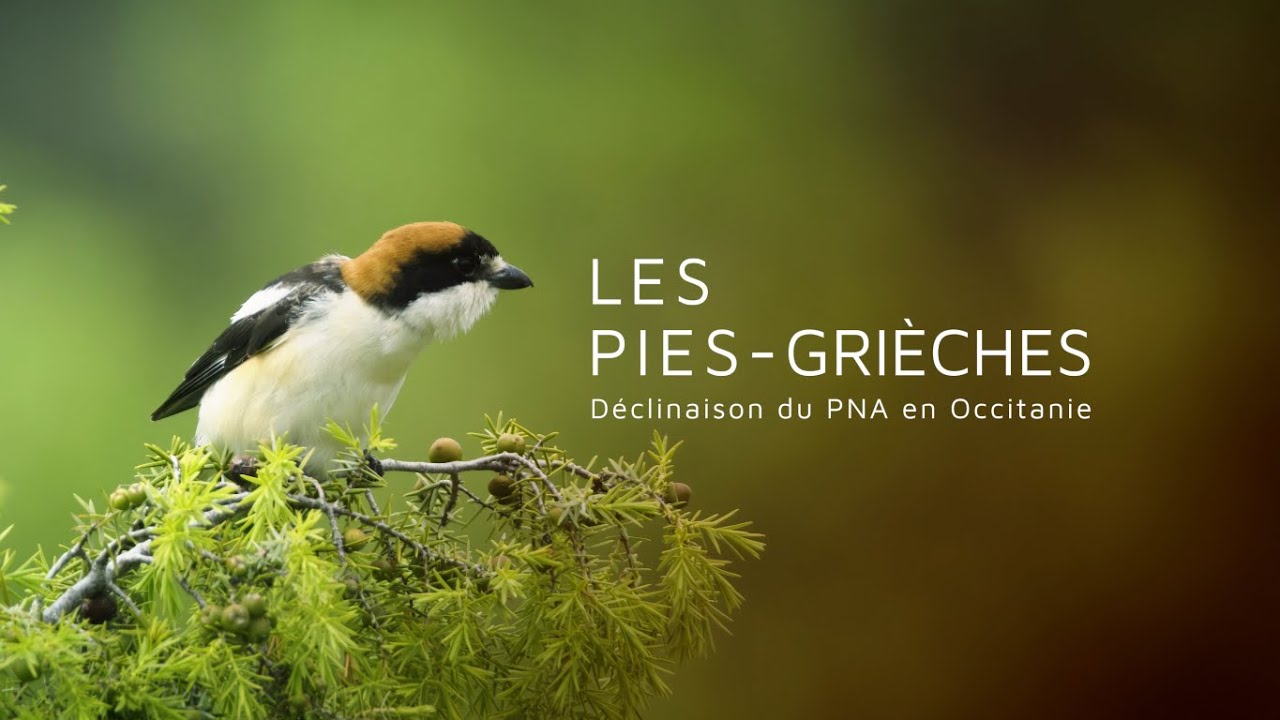 Les Pies-Grièches