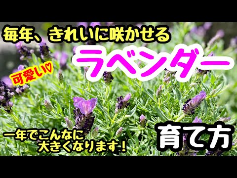 バタフライラベンダーをいつ、どのように植えるのですか？メンテナンス、サイズ、実践的なアドバイス  庭園