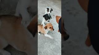 "Heartbeat at my hand" Hapiness is warm puppy🐶      Dog_lover | Cute puppy | Protect_animals |