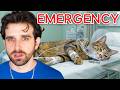 My Kitten Had Emergency Surgery Sad