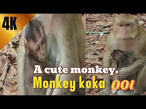{ Monkey Koka  }4K HDR Monkey Business - Life of Monkeys