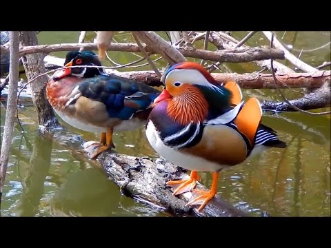 , title : 'Mandarin Duck & Wood Ducks in the Wild'