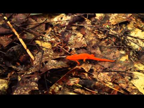 A Day & a Life of a Red Eft