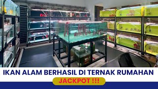 CUAN GEDE !!! IKAN TANGKAPAN ALAM SUNGAI AMAZONE BERANAK PINAK DI RUMAH