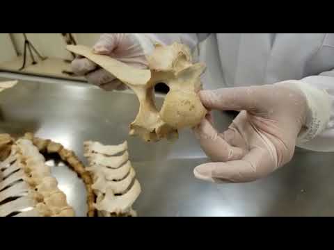Aula Anatomia veterinária. coluna vertebral, costelas, esterno