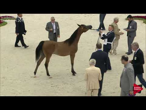 N.34 AL ARYAM DAMAH - Sharjah International 2019 - Yearling Fillies (Class 1B)