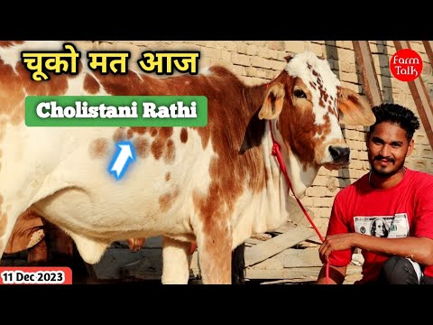 All the cows of Inderjeet with calves 👍 Such a calf that makes the heart happy 👌 16 Liter Milk Co...