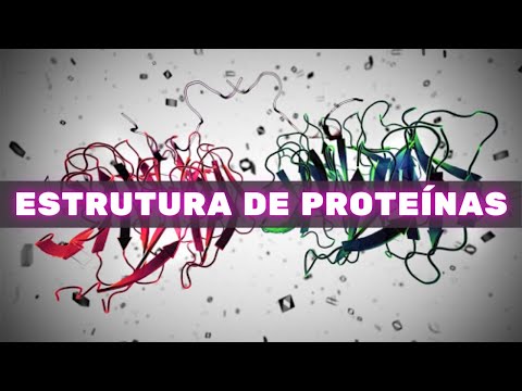 Protein Structure – Human Physiology