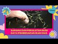 Sarana Dan Peralatan Budidaya Pembesaran Ikan Hias