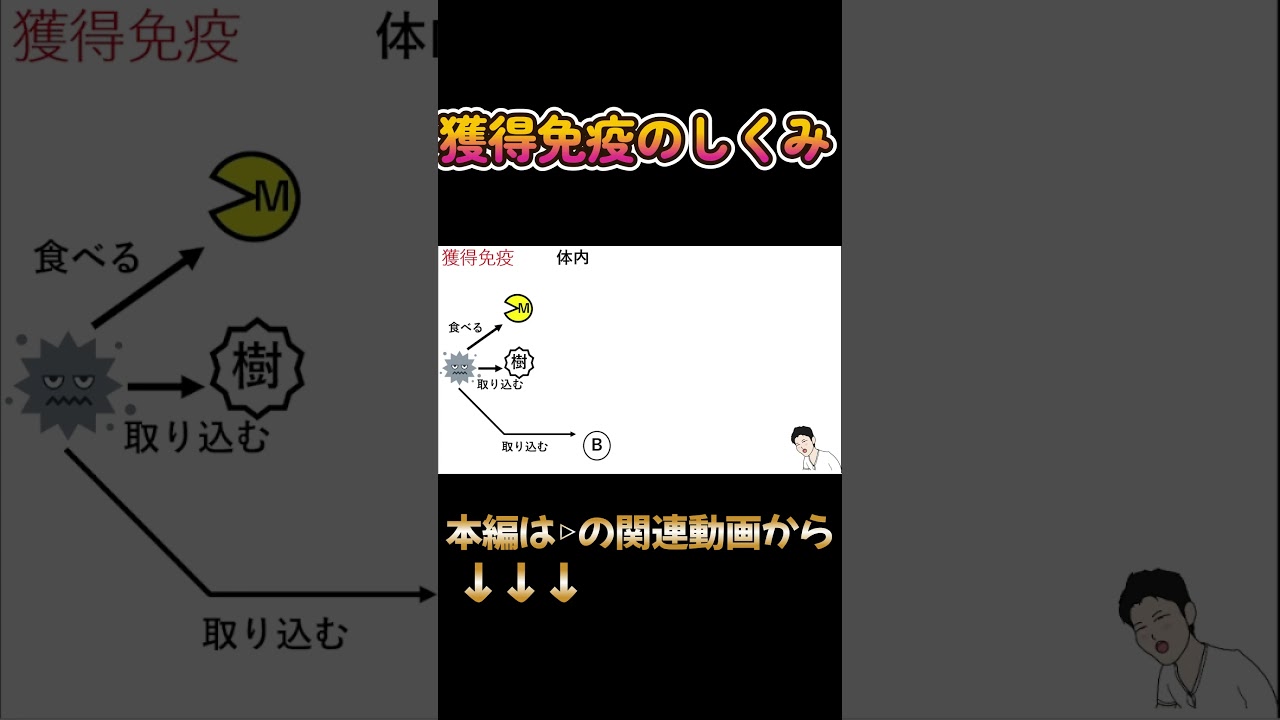 【獲得免疫】免疫分野に苦手意識持ってる医療学生必見！#Shorts #獲得免疫 #抗体