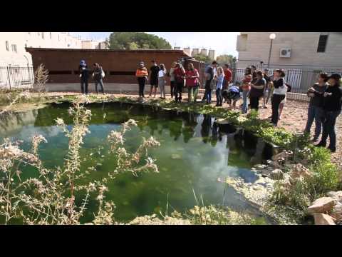 The Gilo educational wetland הבריכה האקולוגית במקיף גילה