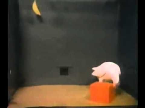 : Learned Behavior of Animals - Biology LibreTexts : Learned Behavior of Animals - Biology LibreTexts