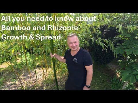 Bamboo & Rhizome Growth Speed