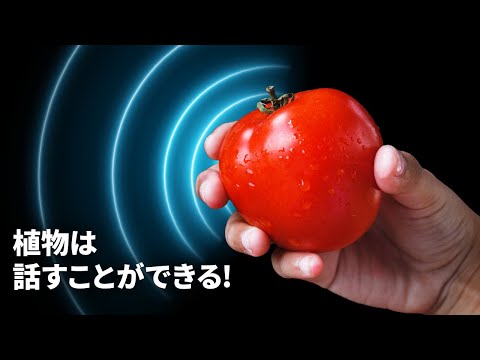考古学的発見:シベリアの物体は研究者さえも驚かせる