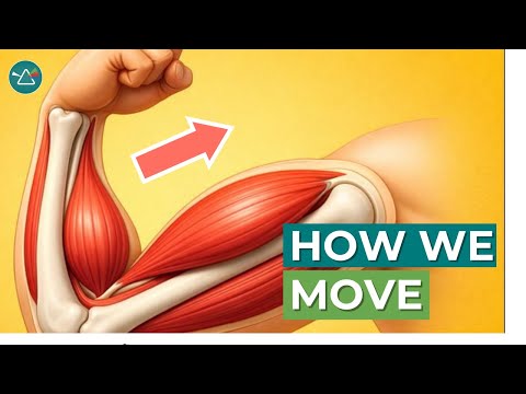 Skeletal and Muscular Systems: Learn how bone and muscles work to protect our bodies and move