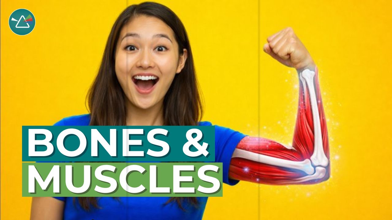 Skeletal and Muscular Systems: Learn how bone and muscles work to protect our bodies and move