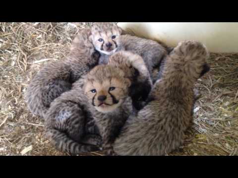 Par niște pisicuțe dezorientate! Două femele de ghepard de la o grădină zoologică au adus pe lume 12 pui!