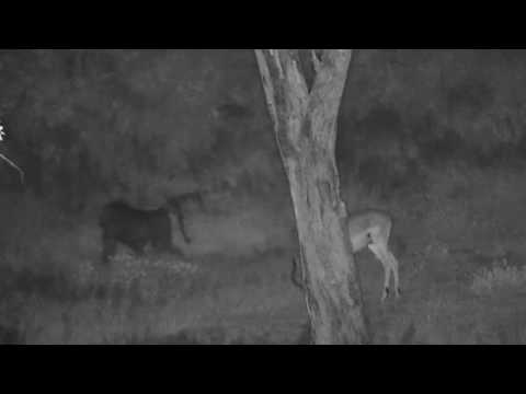 Djuma: Baboons and Impalas getting ready to settle in for the night - 18:51 -  03/06/19