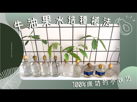 水種盆栽