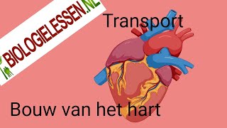 Bouw van het hart en de bloedsomloop (deel1)