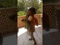 Joget Susu