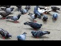 Cat TV 4 Hours Bird For Cat To Watch Pigeons​ Eating Feed