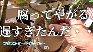 【塊根植物】こんなの初めて？！予兆はあった、遅すぎた腐ってやがるアラビカム