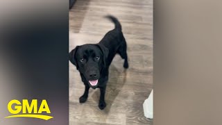 Black Labrador has cutest reaction when told he&#39;s going to see grandparents