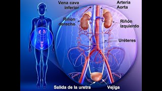 HUMAN URINARY SYSTEM - HUMAN EXCRETORY SYSTEM - KIDNEY - URINARY TRACT - NEPHRON
