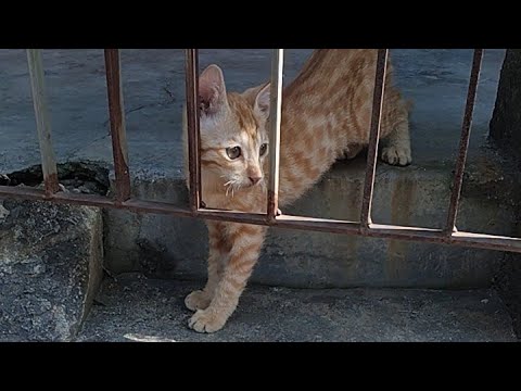 CHUNNU MUNNU IS PLAYING IN NATURE 🌿🍃