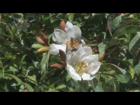 Magnolia Star Bright