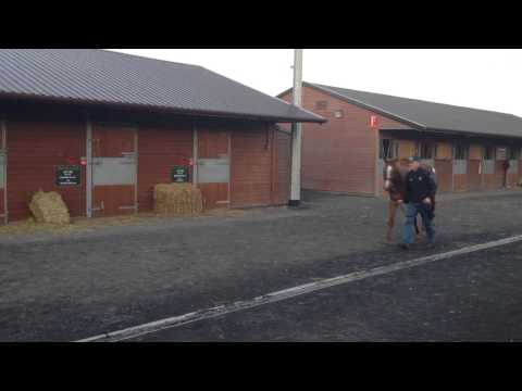 Bahamian Bounty Colt