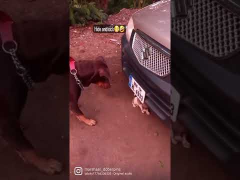 Funny Doberman Dog status #dog #funny #puppy #hideandseek #doberman