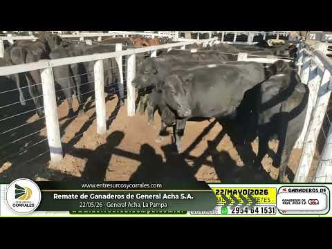 22-05-26 - Remate de Ganaderos de General Acha S.A. - La Pampa