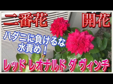 フロリバンダ「レオナルド・ダ・ヴィンチ」 植物