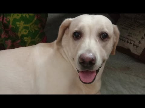 pressurecooker City Awaaz zinavabcha or khayar hocha utha dekcha or 7ta dinner complete tao kivabcha