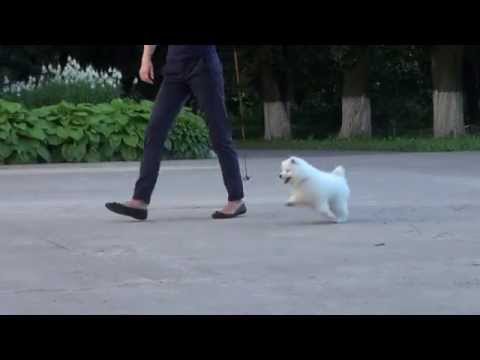 Lumiere de la Vie Chocolate Boy