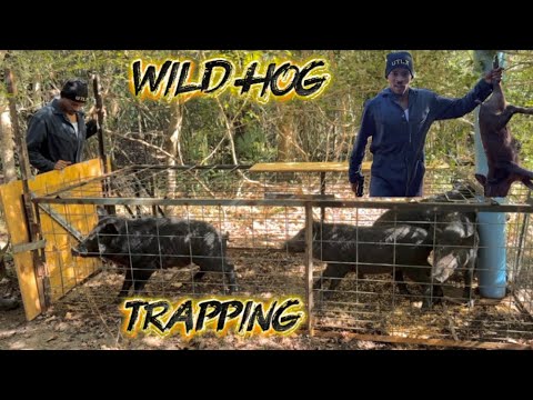 Trapping wild hogs to train hog dogs | boar hog almost broke the trap door 