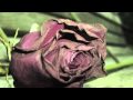Sash ft. Sophia Kapri-Instead of roses 