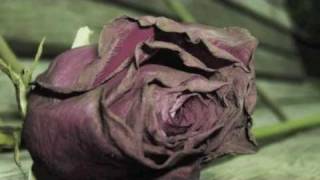 Sash ft. Sophia Kapri-Instead of roses