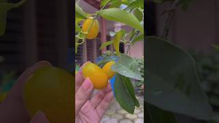 Download lagu Nagami oranges bear abundant fruit planted in pots #nagamioranges #oranges mp3 Download lagu Nagami oranges bear abundant fruit planted in pots #nagamioranges #oranges mp3