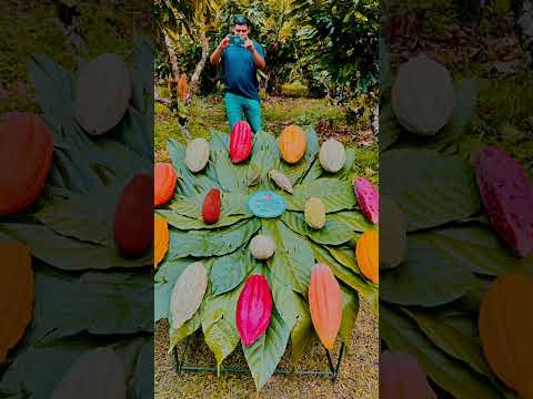 Rotary Club of Limon: Project: Indigenous Women Cocoa Farmers