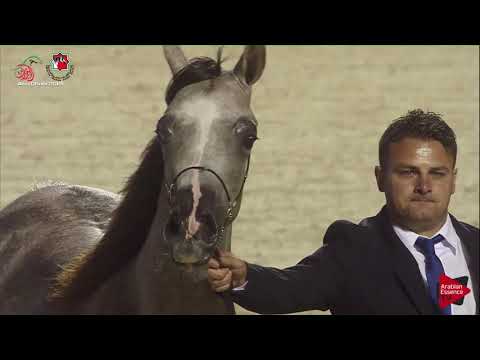 N 78 BINT D KHATTAF   UAE Nationals 2019