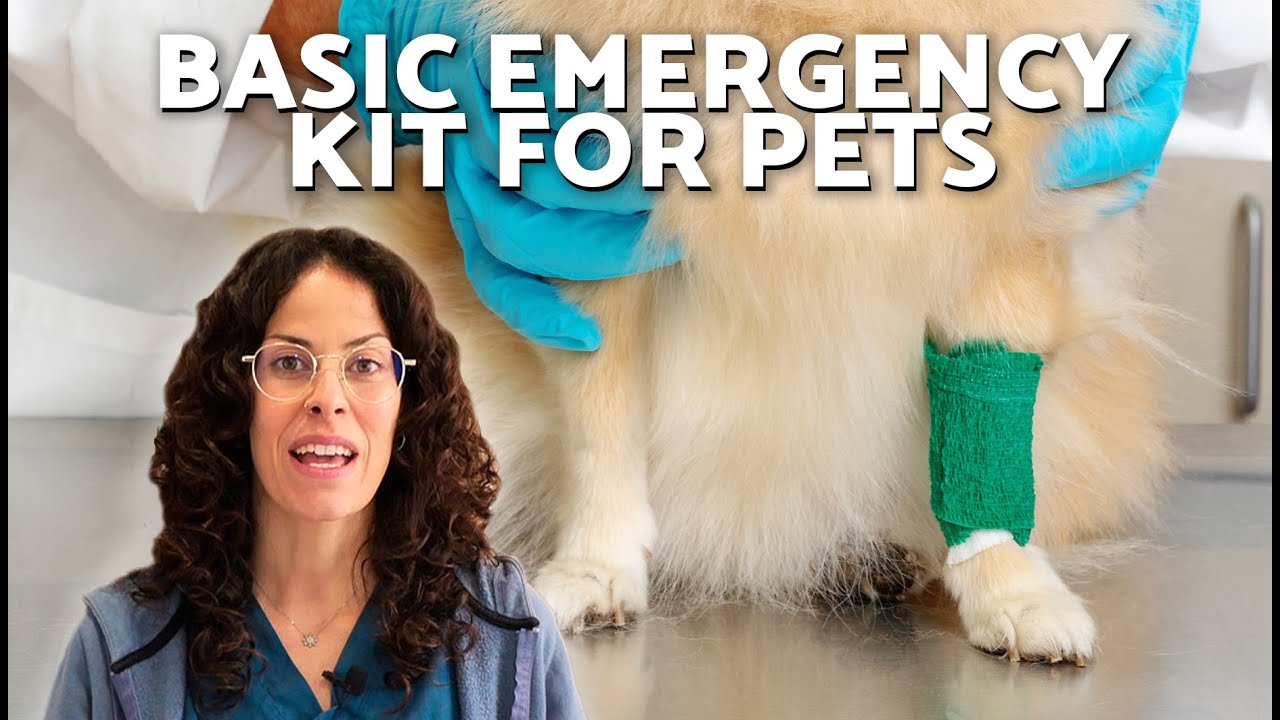 FIRST AID KIT for DOGS and CATS 💊🩹 Essentials for a BASIC KIT!