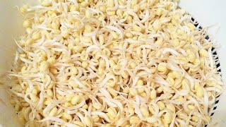 How to grow mung bean sprouts