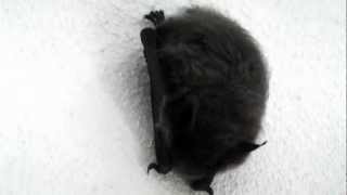 preview picture of video 'Летучая мышь в подъезде / Bat in the hall.mpg'
