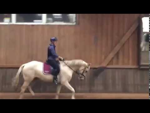 Hilairite MD Palominostute von Escolar