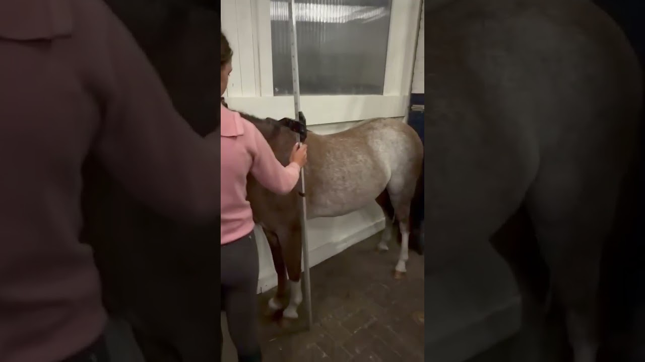 Ziggy video 3