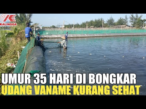 BARU 35 HARI UDANG VANAME DI BONGKAR